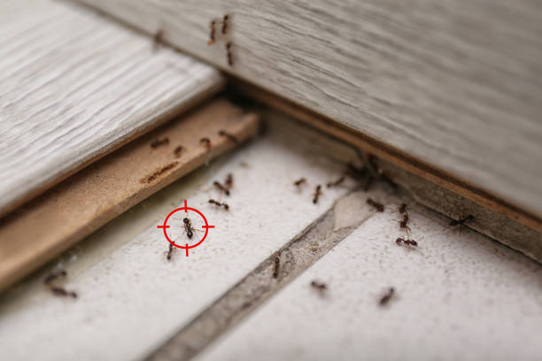 Best Local Pest Control Services  in Bay Park, NY