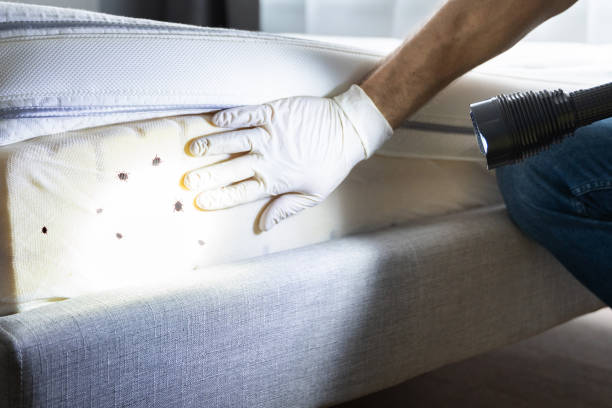 Best Affordable Pest Control Services  in Bay Park, NY