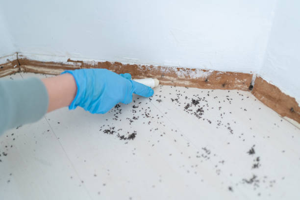 Wildlife Control Services in Bay Park, NY