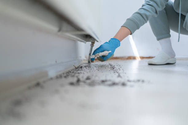 Best Affordable Pest Control Services  in Bay Park, NY